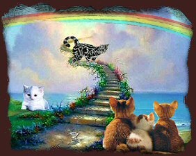 Bilder Regenbogenbrücke Für Katzen
